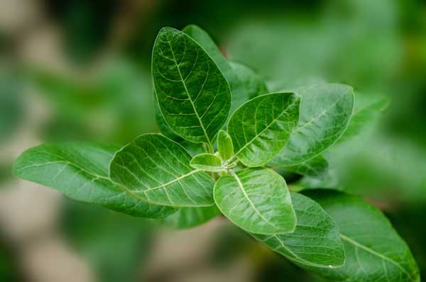 The Power of Ashwagandha: A Personal Journey of Highs and Lows