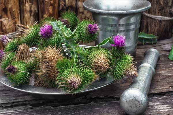 Milk Thistle: The Best Herb for Liver Disease